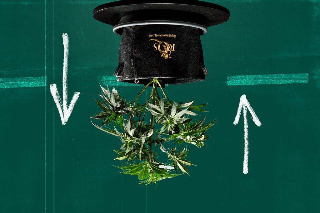 Can You Grow Cannabis Upside Down (Topsy-Turvy Cultivation)?