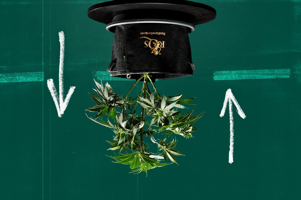 Can You Grow Cannabis Upside Down (Topsy-Turvy Cultivation)?