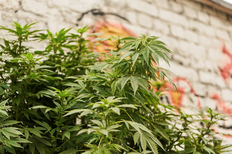 The Most Creative Places to Grow Cannabis