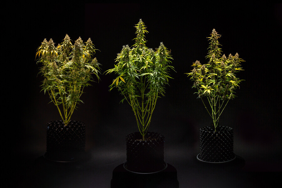 How Tall Do Autoflowering Weed Plants Get?