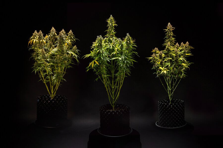 How Tall Do Autoflowering Weed Plants Get?