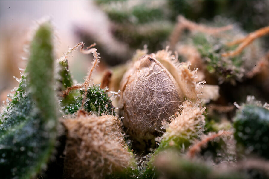 What to Do With Cannabis Bag Seeds?