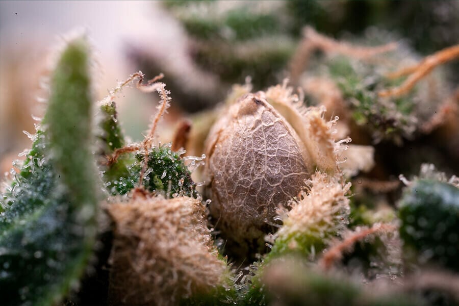 What to Do With Cannabis Bag Seeds?