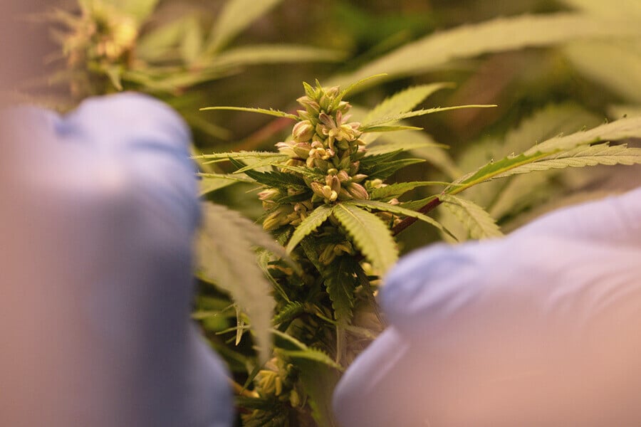 All You Need to Know About Sexing Cannabis Plants