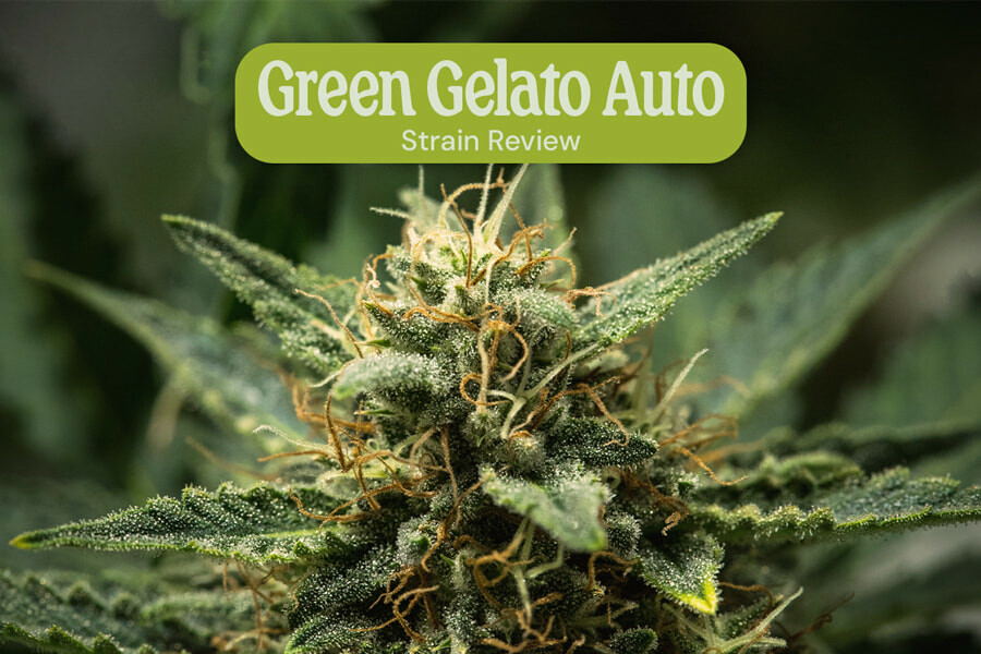 Green Gelato Auto Erfahrungen