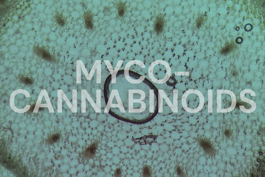 Mycocannabinoids: Can Mushrooms Target the Endocannabinoid System?