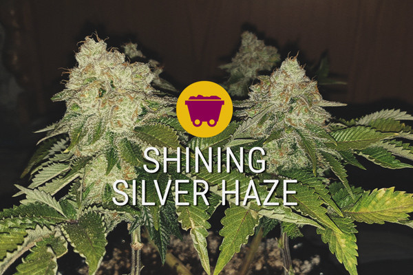 Shining Silver Haze Strain: The New Generation Of Sativas
