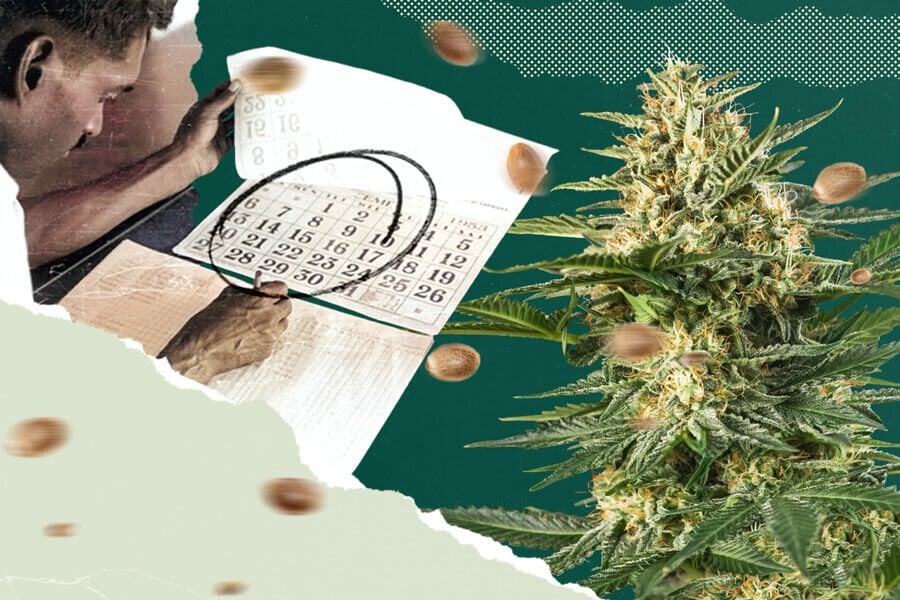 Green Wednesday 2025, the Cannabis Black Friday