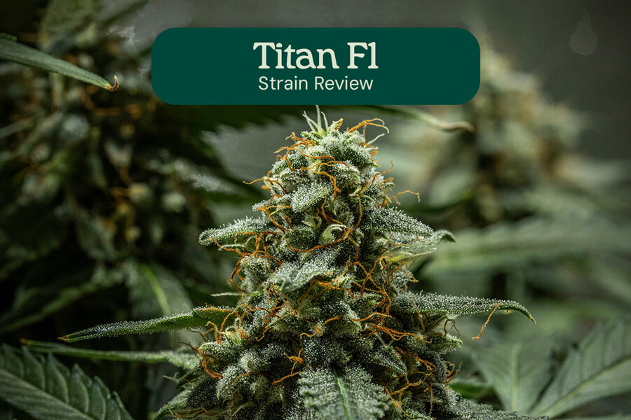 Titan F1 Hybrid Strain Review