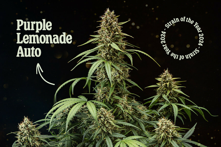 Purple Lemonade Strain: Royal Queen Seeds Auto Strain of the Year 2024