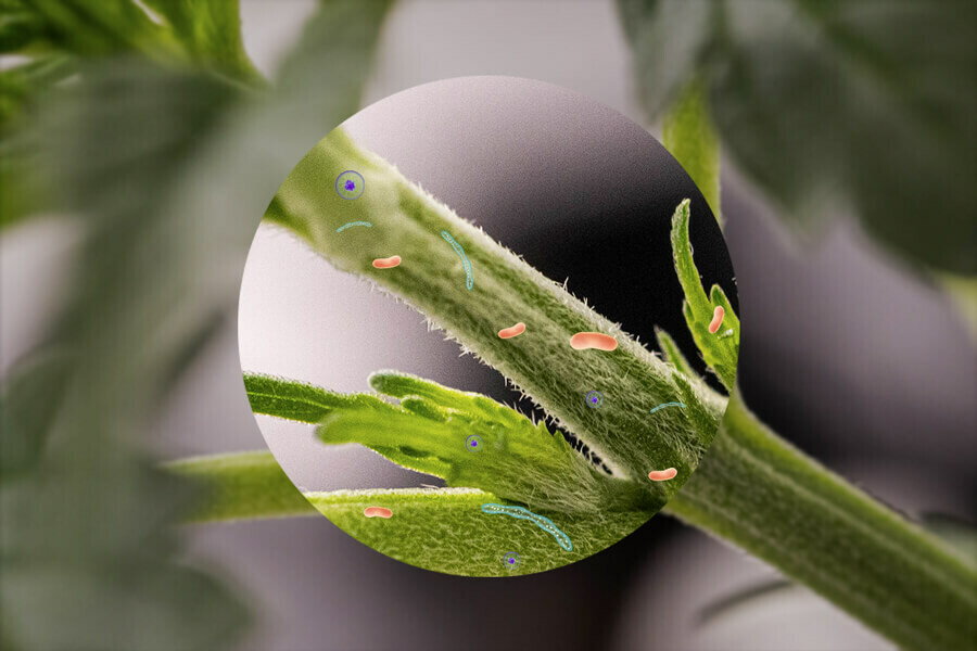 Cannabis Endophytes: The Weed Plant's Microbiome