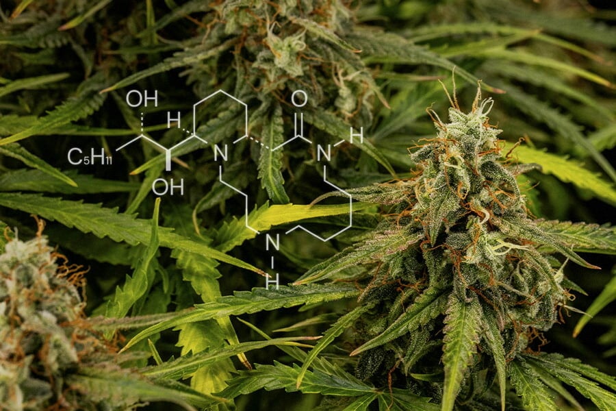 Cannabis Chemistry: All About Alkaloids