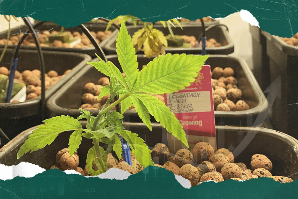 How Amino Acids Could Revolutionise Hydroponics