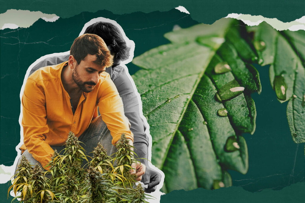 What Is Cannabis Guttation? All You Need to Know