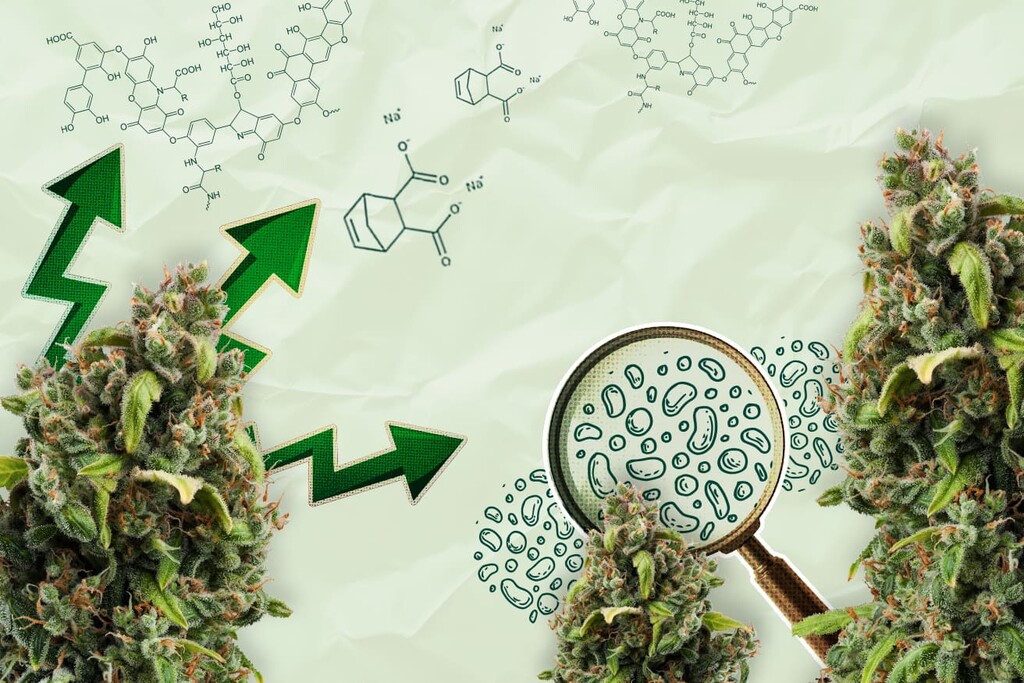 Organic Acids: The Future of Cannabis Biostimulants?