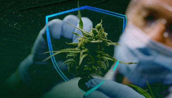 Marijuana Extracts: The Future of Organic Fungicides?