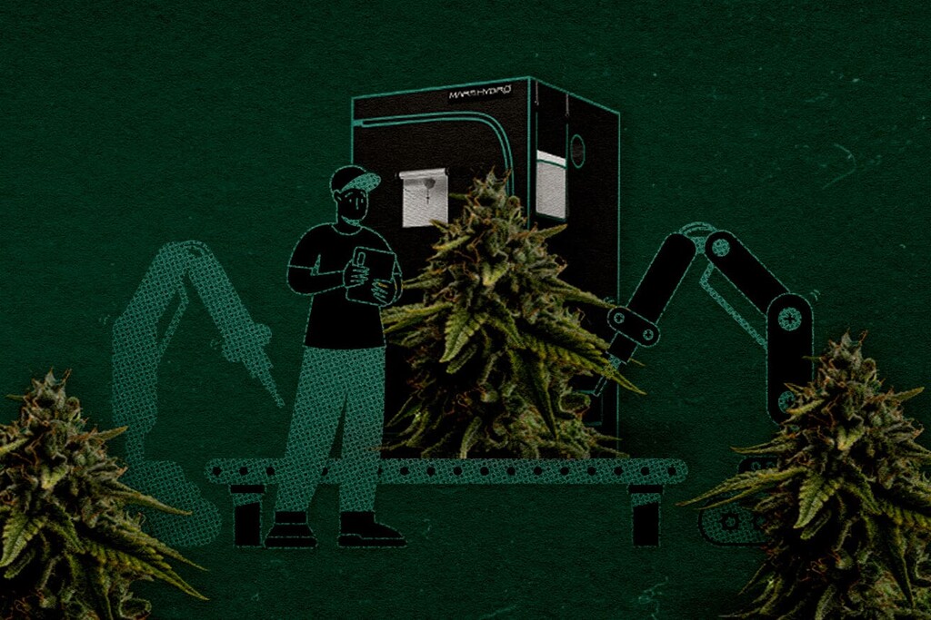 4×4 Grow Tent Setup: How Many Plants and How to Maximise Yield