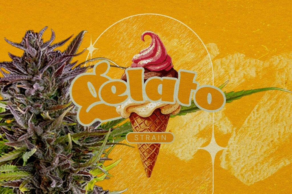 Gelato Strain Review: Flavour, Effects, THC Level, and More