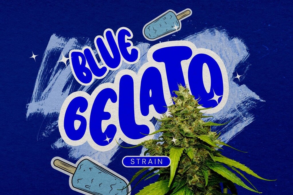 Blue Gelato Strain Review