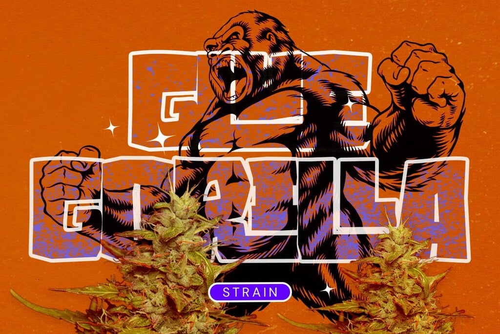 Royal Gorilla Strain (GG4): A Potent Hybrid Worth the Hype