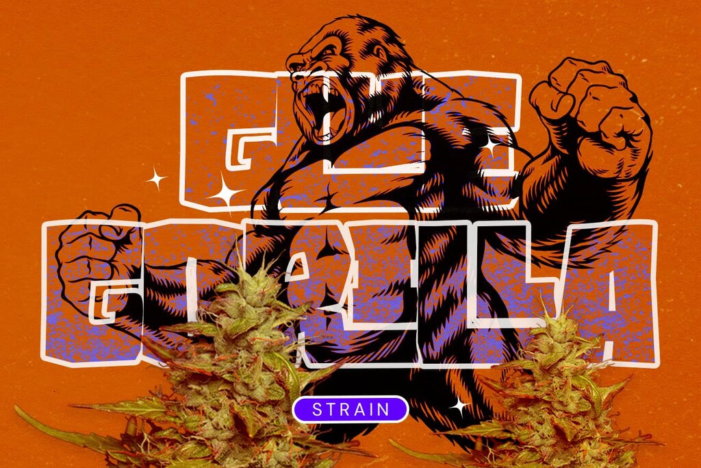 Royal Gorilla Strain (GG4): A Potent Hybrid Worth the Hype