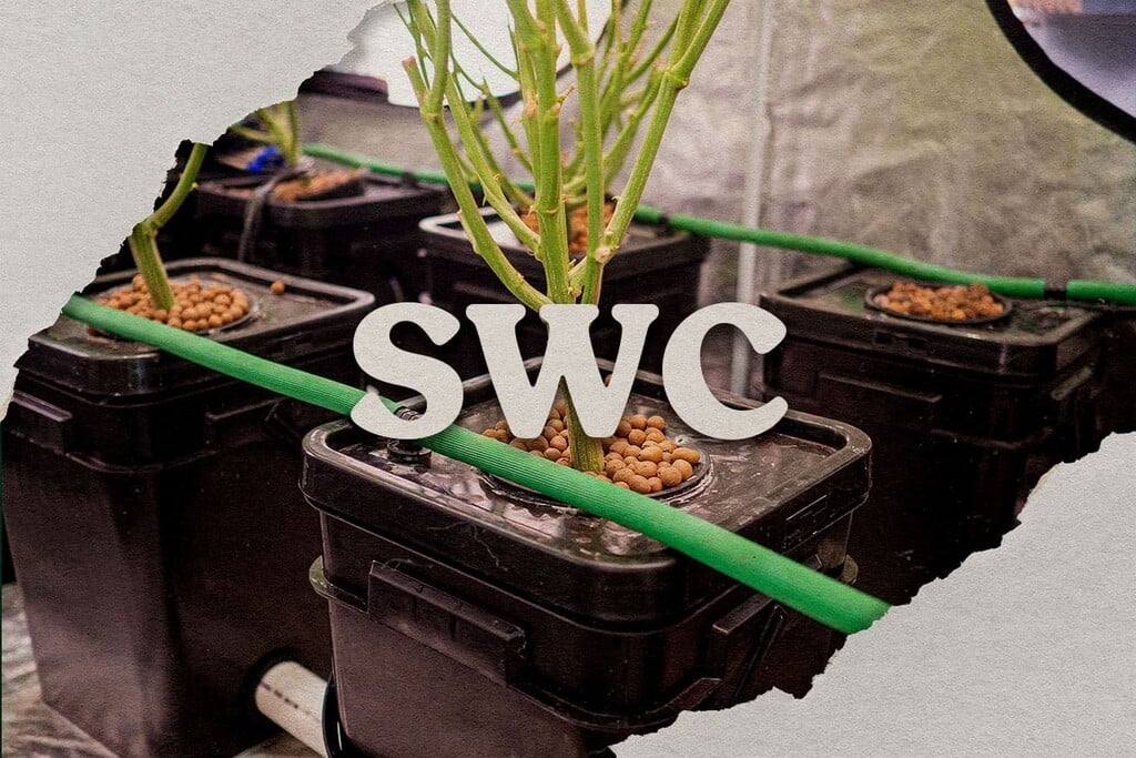 How to Use Shallow Water Culture for Growing Cannabis at Home