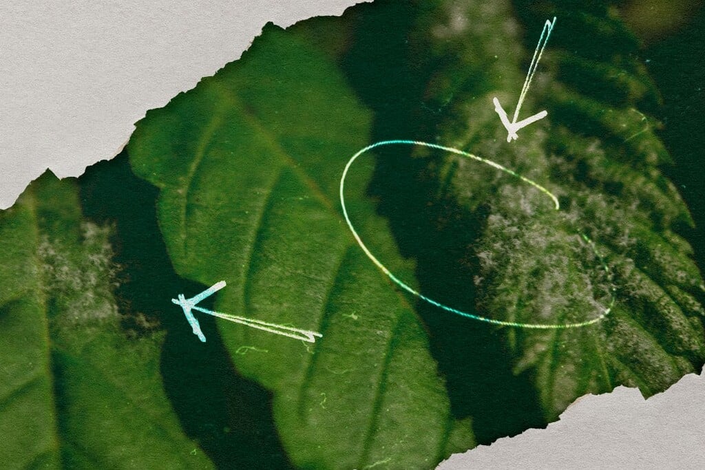 Powdery Mildew on Cannabis: How to Detect, Prevent, and Treat It