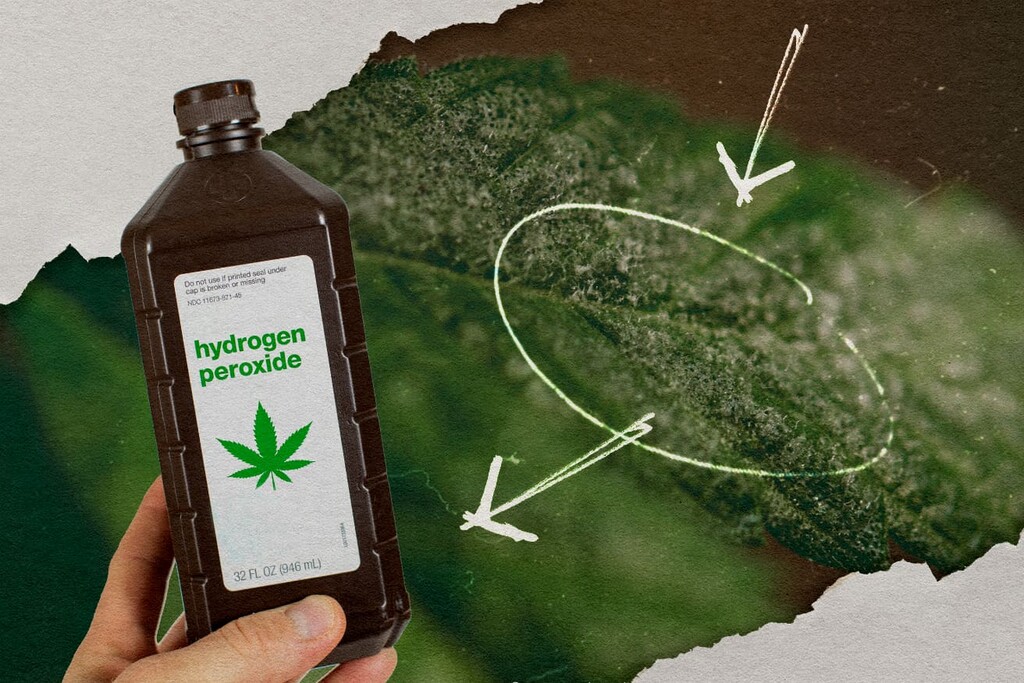 Hydrogen Peroxide for Powdery Mildew: A Complete Guide