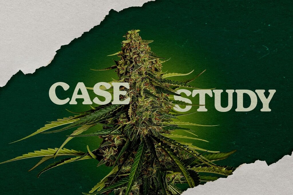 Gaia F1 Case Study: Coco vs Rockwool for Maximum Yields