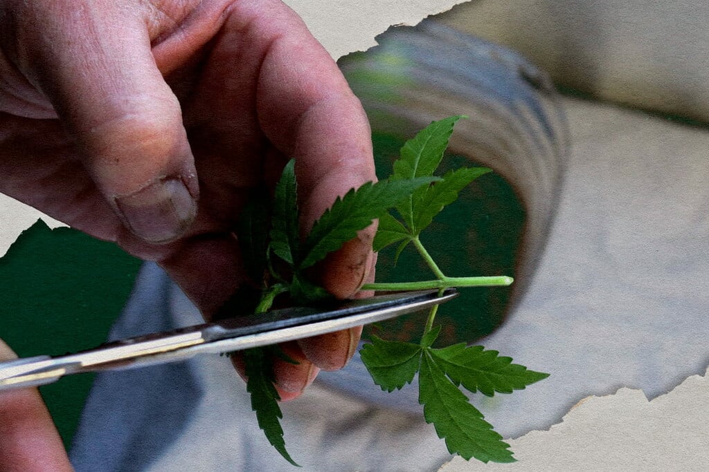 Best Cannabis Strains for Cloning