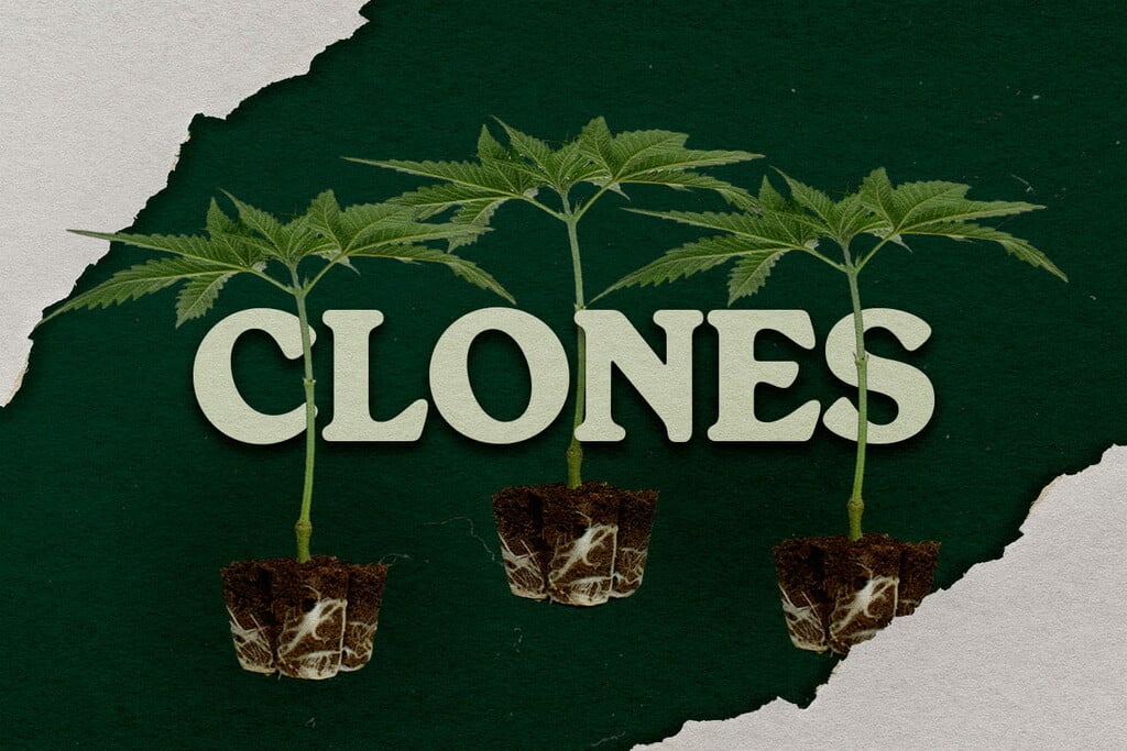 Benefits of growing cannabis from a clone