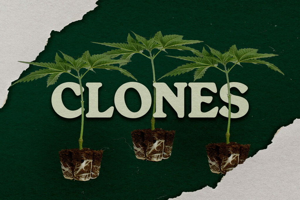 Benefits of growing cannabis from a clone