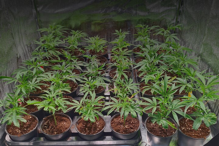Beginners guide: Grow from Clones (Blog)