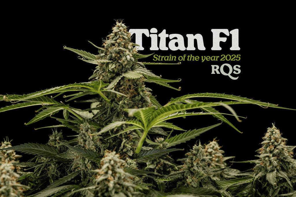Strain of the year 2025: Titan F1