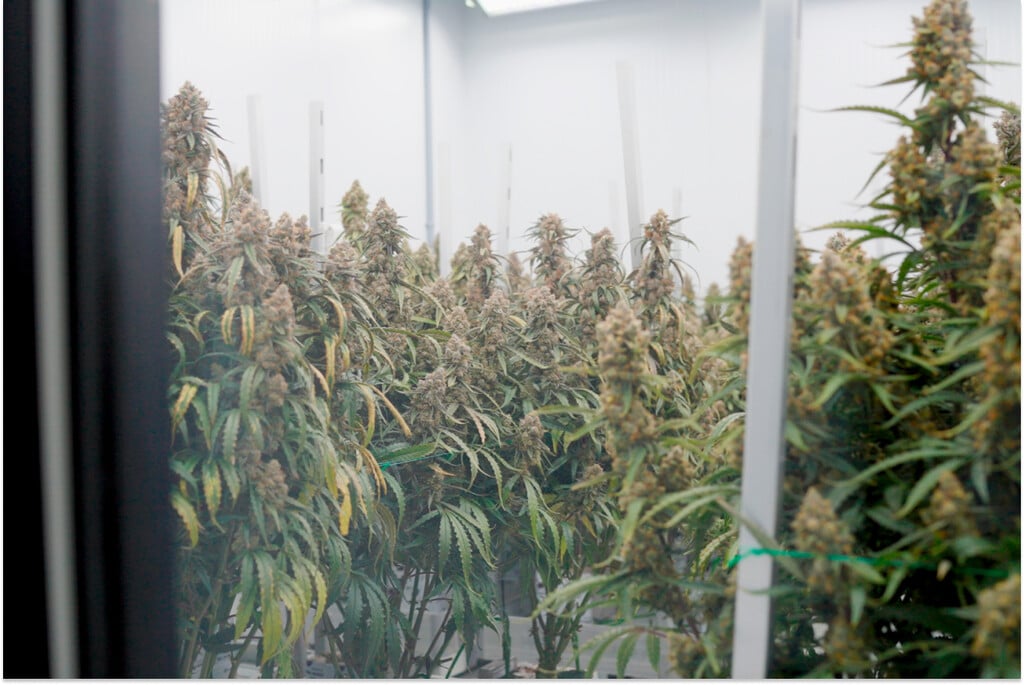 How Rockwool Choice and Irrigation Affect Cannabis Yield and Potency