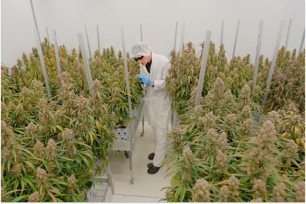 Topping in F1 Hybrid Autoflower: A Controlled Experimental Comparison