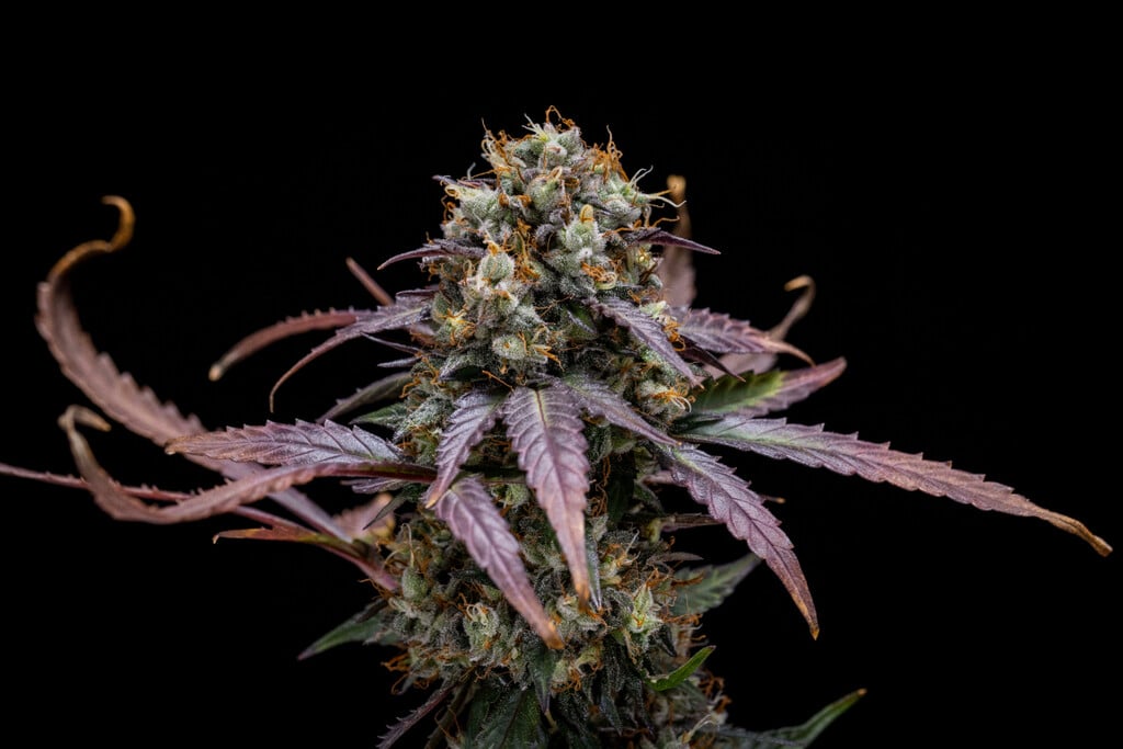 North Thunderfuck Auto Week-by-Week Grow Report