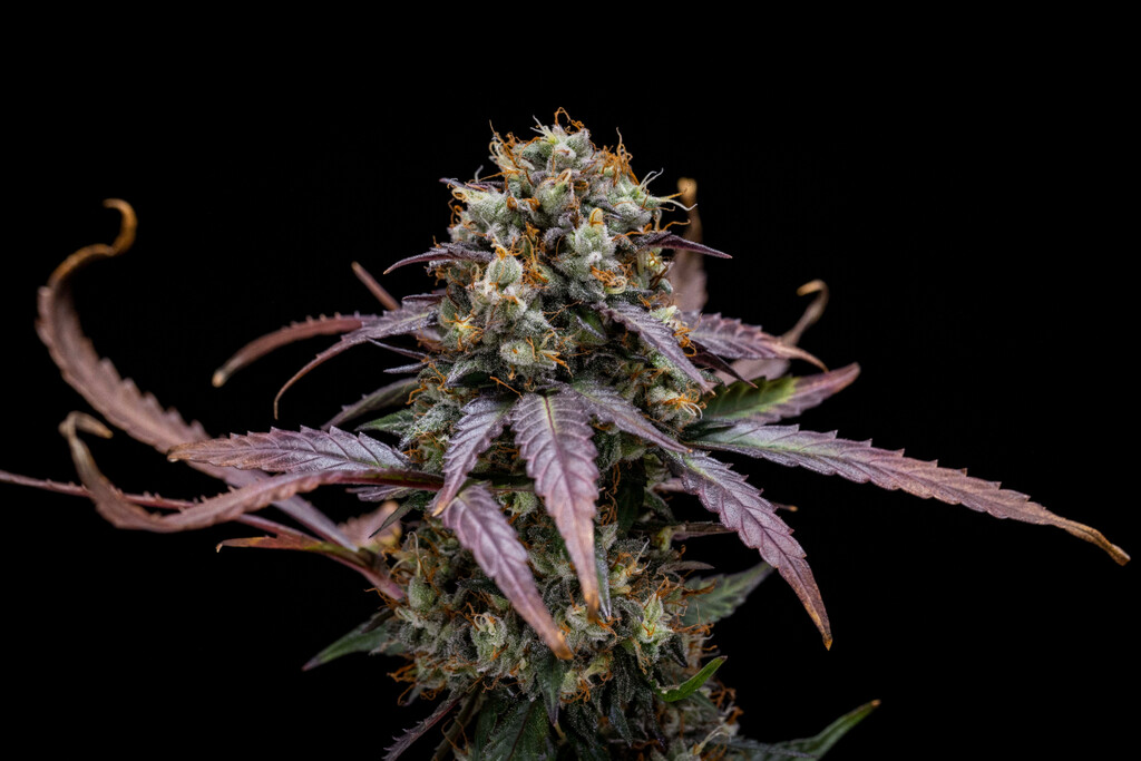 North Thunderfuck Auto Week-by-Week Grow Report