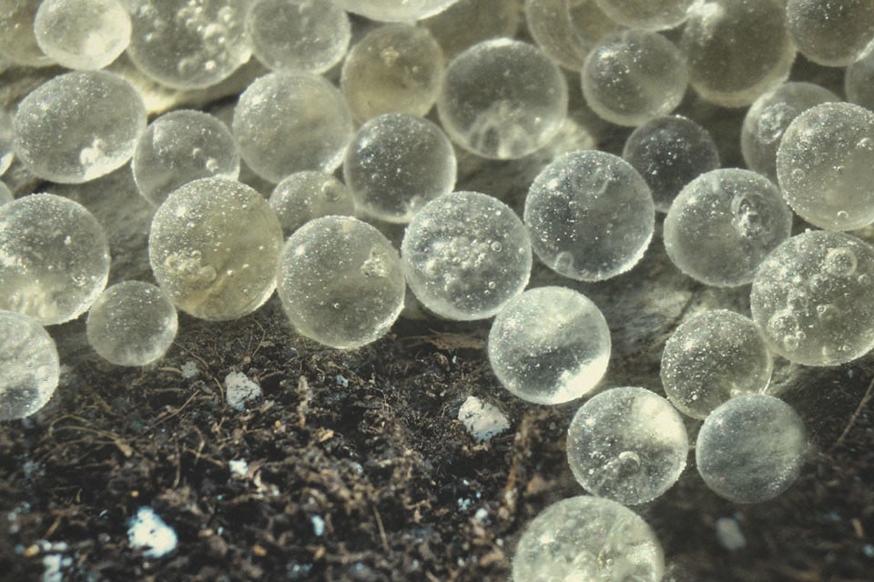 Pro silicate cannabis
