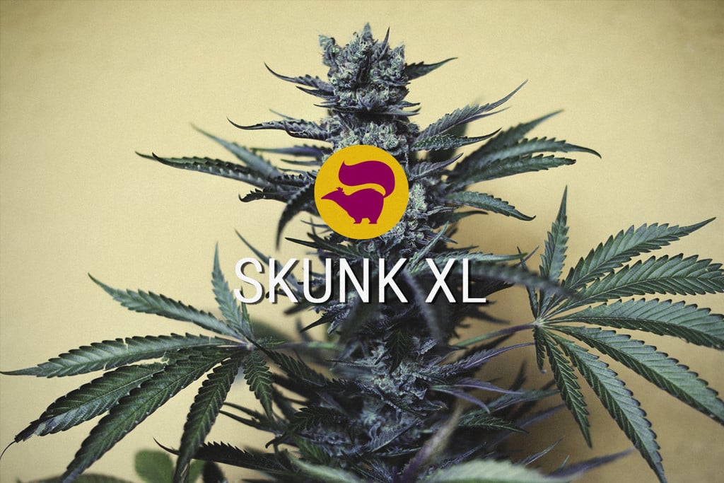 Skunk XL: The Foundational Cannabis Hybrid Lives On