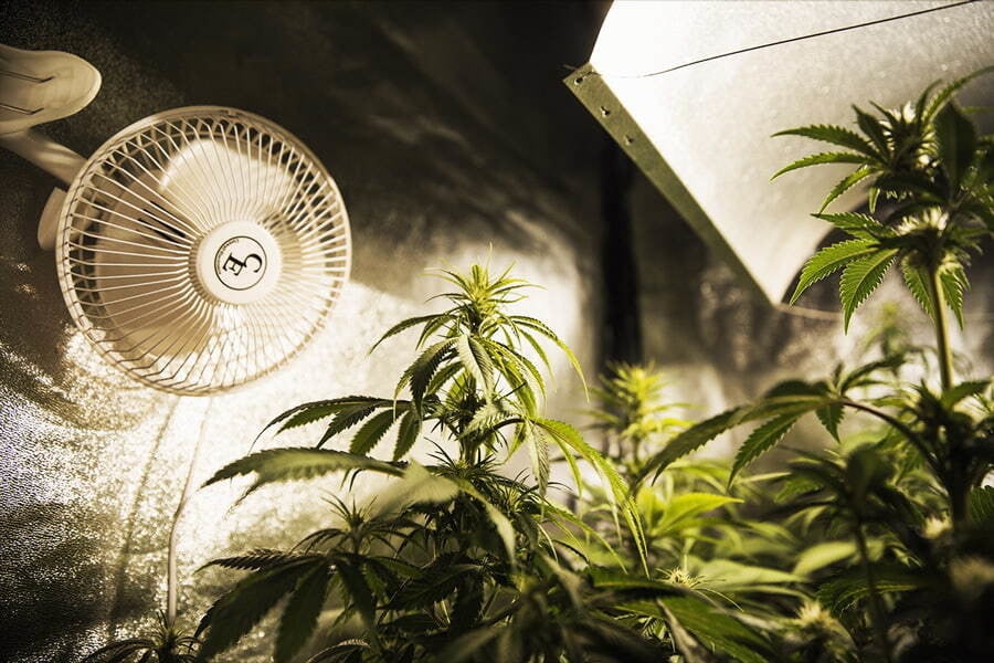 How to Reduce Energy Consumption When Growing Cannabis