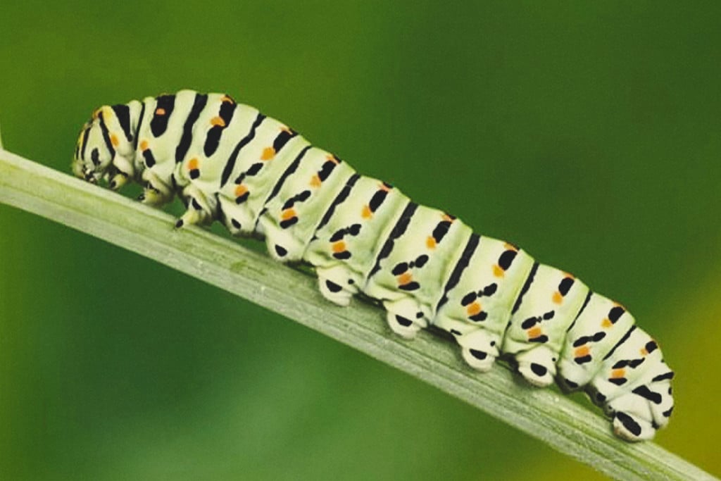 How to Keep Caterpillars Off Your Cannabis Plants