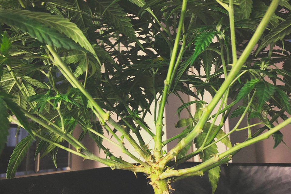 Monster Cropping Cannabis: Step-By-Step Guide