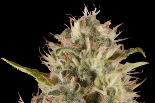Royal Moby Feminised Cannabis Seeds Strain