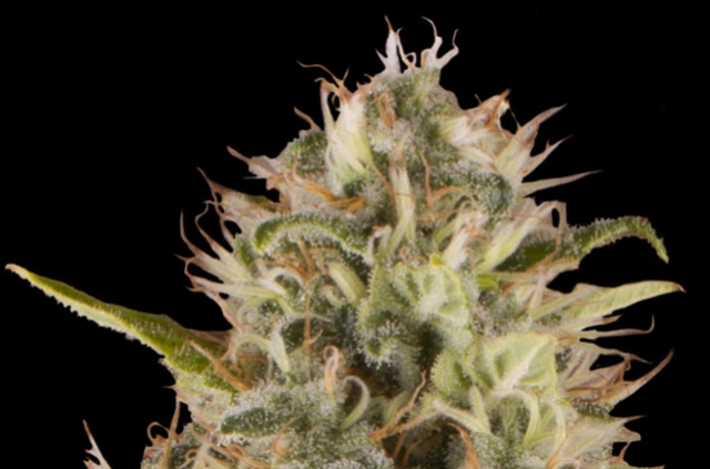 Royal Moby Strain: Feminized Cannabis Seeds