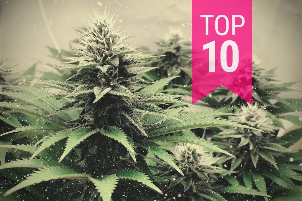 Top 10 Cannabis Strains for Colder Climates in 2024