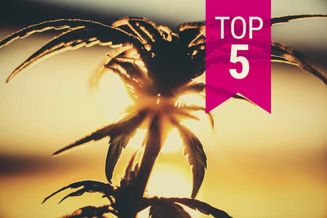 Top 5 Heat-Resistant Weed Strains to Grow in Warm Climates