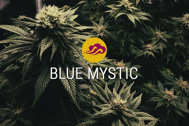 Blue Mystic: Bred For Flavor And Relaxation