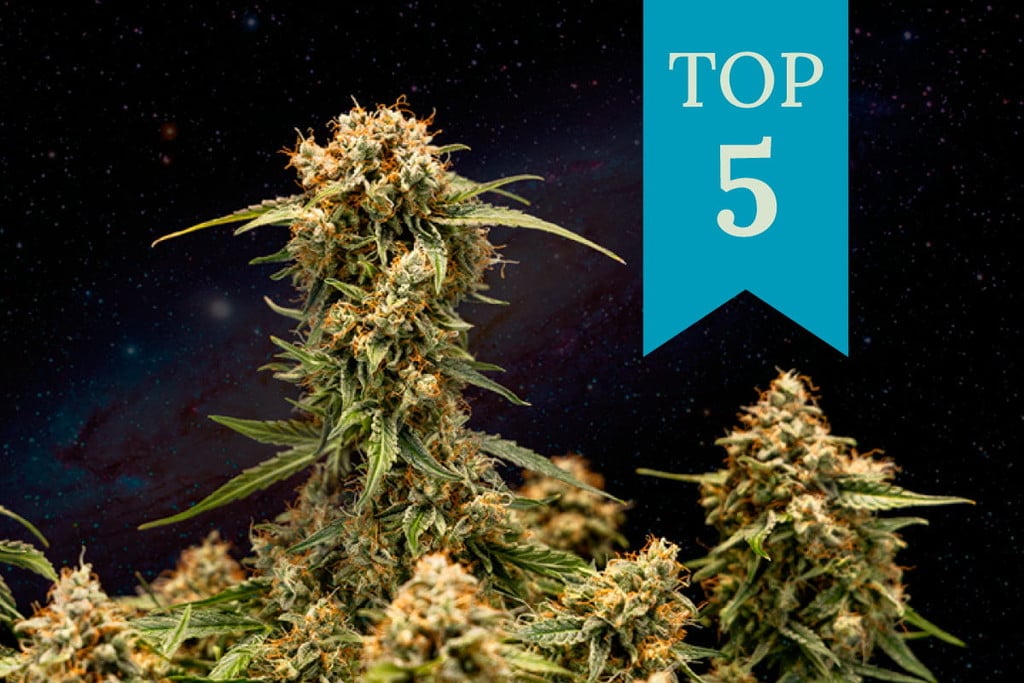 Top 5 Cannabis Strains for Sleep