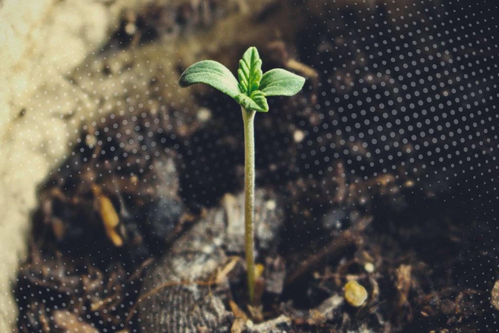 Mastering The Cannabis Seedling Stage In Just 3 Steps